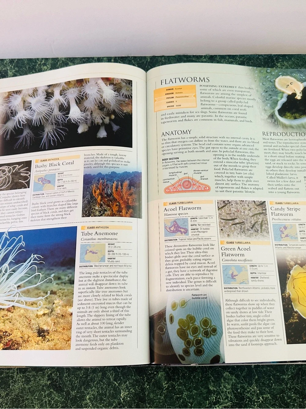 Ocean: The World's Last Wilderness Revealed -Hardcover Coffee Table Book 510p